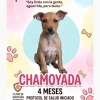 Chamoyada