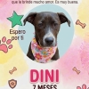 Dini