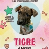 Tigre