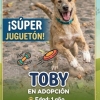 Toby