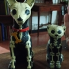 Perro y Gato 