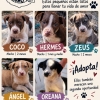 Bebés de Las Mosqueteras